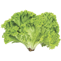 imagem de Alface Crespa Und