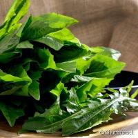 imagem de Almeirao Saladinha Und